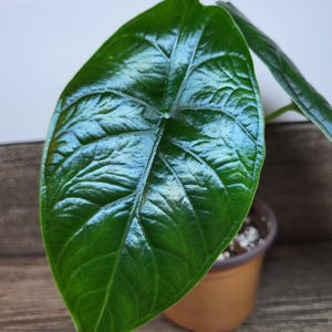 May include: A glossy, deep green Alocasia leaf with detailed veining, set in a small brown pot. The image highlights the plant's texture and colour. The background is a wooden surface, providing a natural setting for the plant.