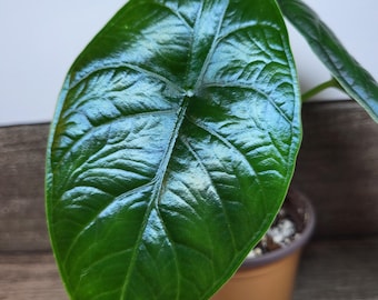 Alocasia Green Unicorn Starter Pflanzen 5 cm Topf