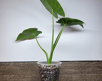 Plantas jóvenes de Alocasia odora en macetas de 2 y 3 pulgadas.