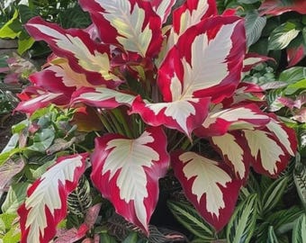 160+ Hosta Seeds | Non-GMO Heirloom Shade Garden Plant | Hardy Perennial Foliage for Outdoor Landscaping