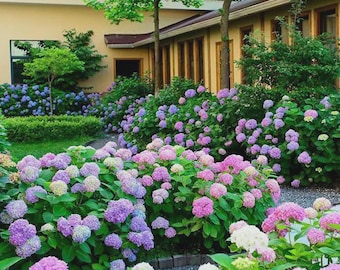 20pcs/bag exotic RARE HYDRANGEA SEEDS for garden flower beds plant bus