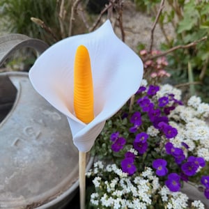 Könnte beinhalten: Eine weiße Calla-Lilie mit einem leuchtend gelben Blütenkolben, vor einem Hintergrund aus lila und weißen Blumen. Die Lilie befindet sich auf einem Holzstab, was auf einen Garten oder ein Blumenarrangement hindeutet.