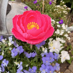 May include: A vibrant pink peony flower with a yellow center stands tall amidst a bed of blue and white flowers. A metal watering can is visible in the background, suggesting a garden setting.