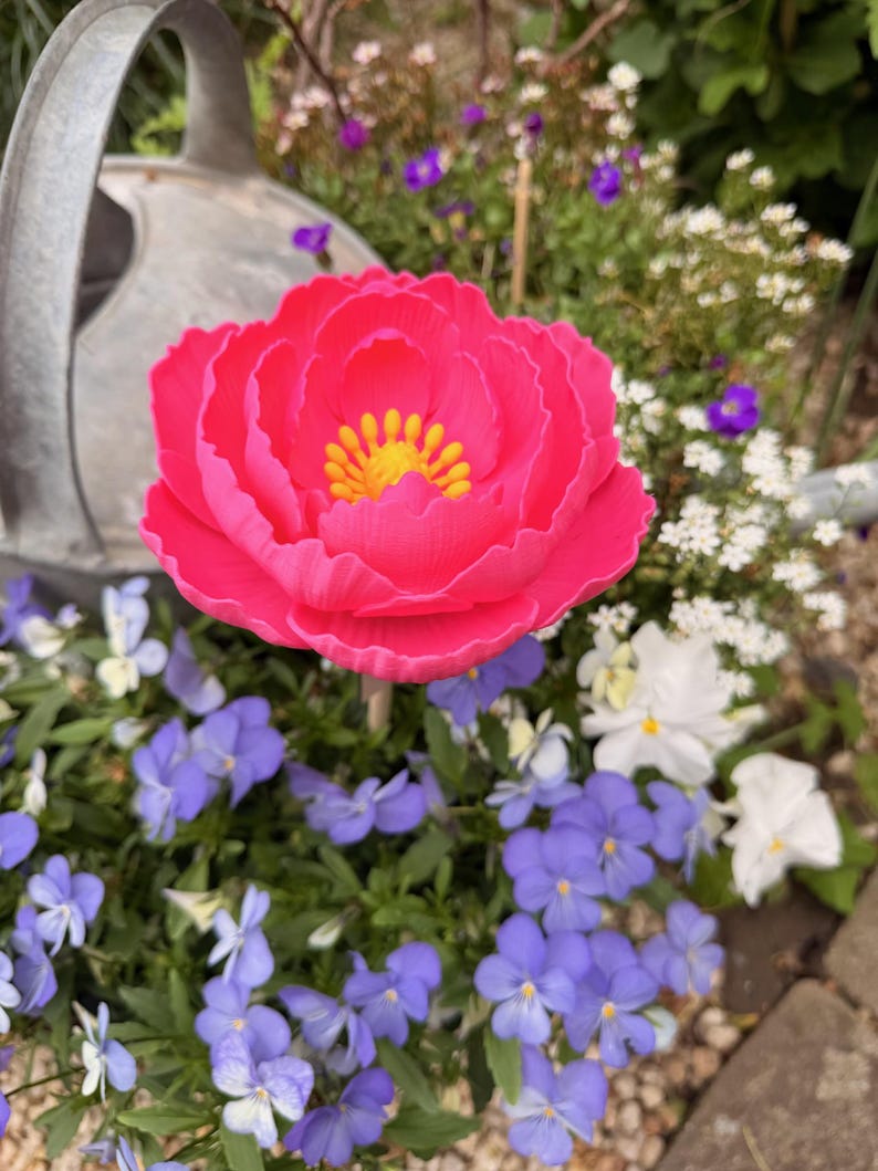 May include: A vibrant pink peony flower with a yellow center stands tall amidst a bed of blue and white flowers. A metal watering can is visible in the background, suggesting a garden setting.