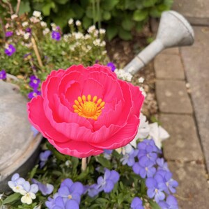 May include: A vibrant pink peony flower with a yellow center, surrounded by blue and white pansies. A metal watering can is in the background. The flower is in a garden setting.