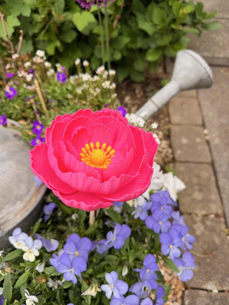 May include: A vibrant pink peony flower with a yellow center, surrounded by blue and white pansies. A metal watering can is in the background. The flower is in a garden setting.