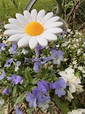 Daisy STL 3MF file incl. commercial license for 3D printers | Marguerite garden stake | 8 mm & 10 mm wooden stick + mini flower for filament