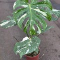 Monstera Thai Albo Constellation House Plants Variegated Rare Tropical Starter Plant Cuttings product logo