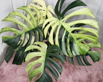 モンステラ グリーンオングリーン 斑入り - Etsy 日本