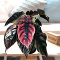 Alocasia Azlanii Variegated Rare Tropical Starter Plant Bulbs product logo