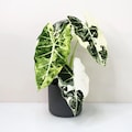 Alocasia Frydek Variegated Rare Tropical Starter Plant Bulbs product logo