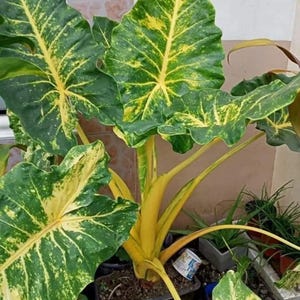 Alocasia new guinea gold - Etsy 日本
