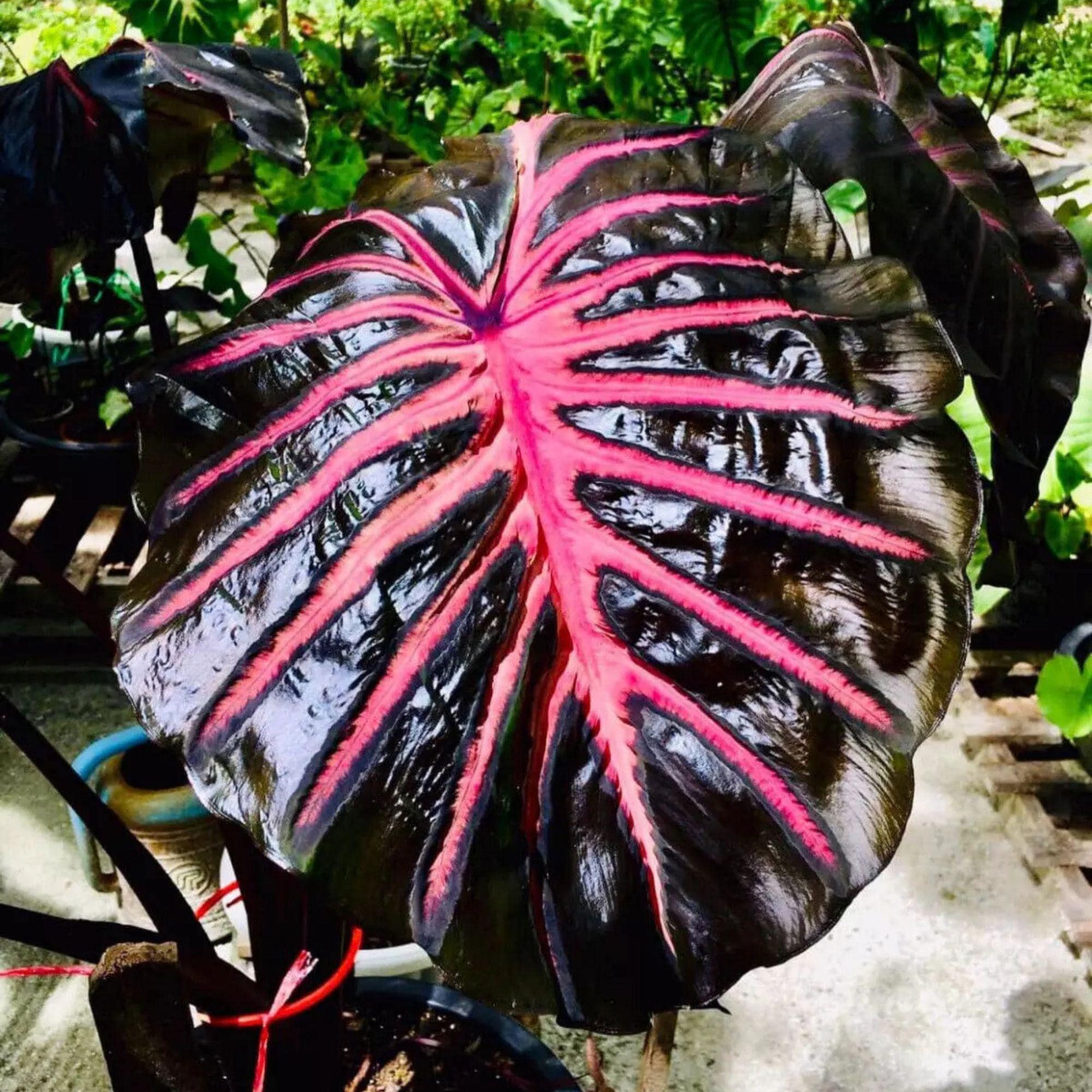 Alocasia cuprea pink - Etsy 日本