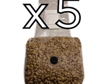 Sterilized Rye Berries - Grain Spawn - 5 lbs. (Five 1 lb. bags)