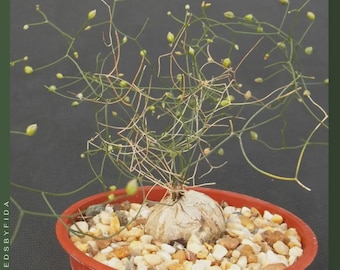 20x Schizobasis Intricata Seeds ***FRESH + HIGH GERMINATION***