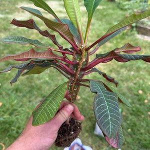 May include: A close-up of a Euphorbia plant with green and red leaves. The plant is held by a person. The leaves have a unique shape and the stems are a deep red color. The plant has a small root ball.