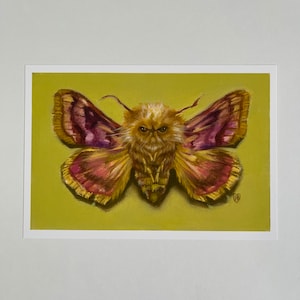 Minerva, Mothball art print by Dustin Bailard.