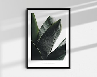 Ravenala Madagascariensis Botanical Print | Tropical Printable Wall Art | Fine Art Digital Download | Instant Botanicals