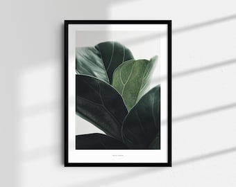 Ficus Lyrata Botanical Print No.2 | Modern Wall Art | Fine Art Digital Download | Instant Botanicals