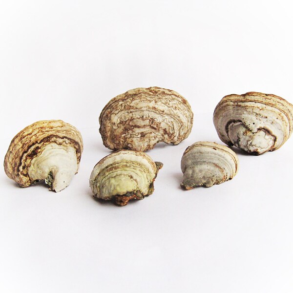 5pcs Dried tree fungus Organic decor for craft projects Fairy garden decor Dry mushroom Nature home decor