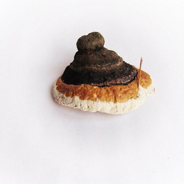 Dried tree fungus Organic home decor for craft projects Fairy garden decor Dry mushroom Woodland photo session accessories