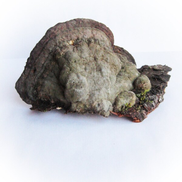 Large Tree fungus Organic decor for craft projects Floral centerpiece Fairy garden decor Dry mushroom Florist raw material