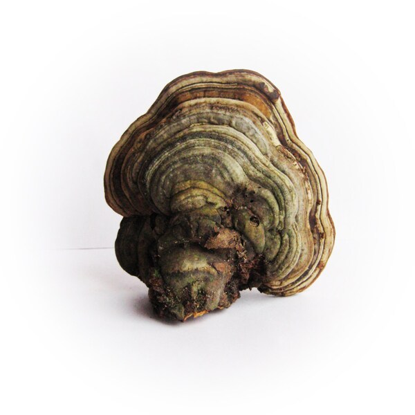 Woodland photo session accessories 2pcs Dried tree fungus Organic decor for craft projects Fairy garden decor Dry mushroom