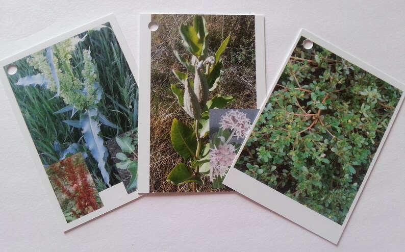 Wild Herb Card Decks
