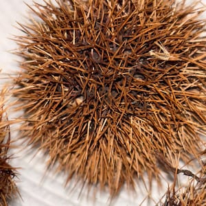 May include: A round, brown chestnut burr covered in numerous sharp, needle-like spines. The spherical husk is densely packed with thin, pointed protrusions radiating outward from a central core, showcasing a natural, dried, and textured appearance.