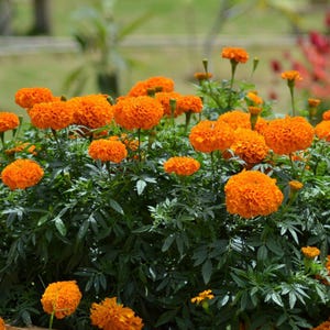 African Marigold Plant Giant Orange Marigold Flower 4" Pot