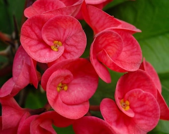 Red Euphorbia milii Plant - Red Crown of Thorns 4 to 6 inch tall