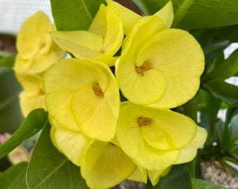 Yellow Euphorbia milii Plant - Yellow Crown of Thorns 4 to 6 inch tall