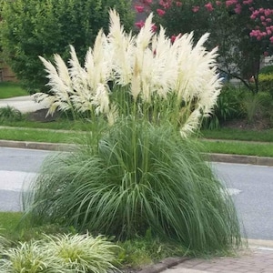 Puede incluir: Una gran hierba ornamental con plumas plumosas de color crema. La planta tiene hojas largas, verdes y en forma de cuchilla. Las plumas están en plena floración, creando un llamativo contraste visual con el follaje verde.