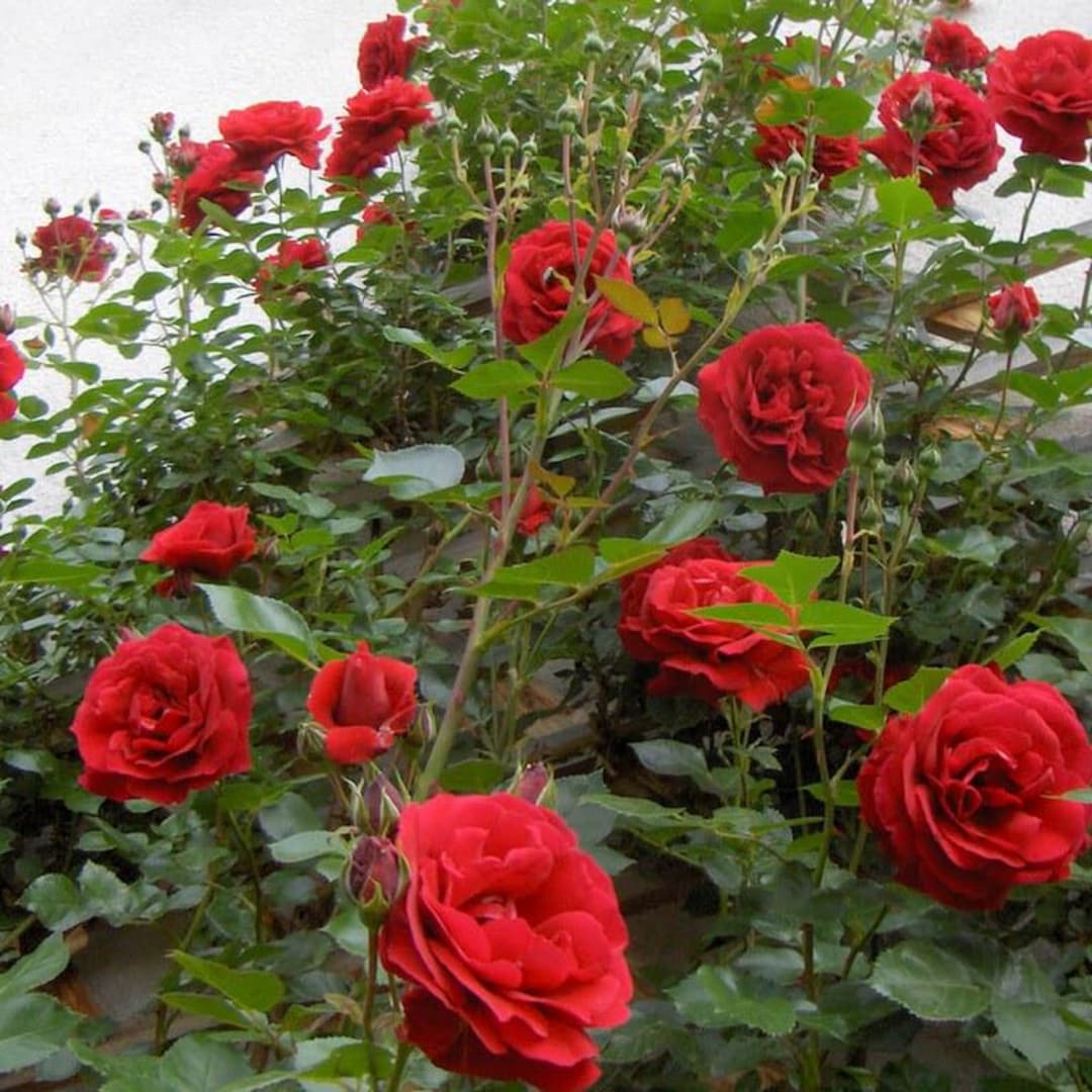 Christian Red Rose Plant 4 to 6 Inch Tall - Etsy
