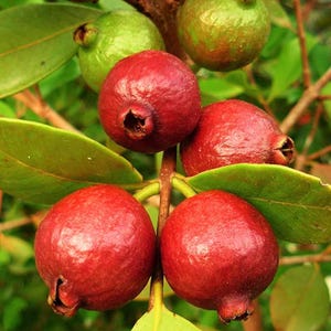 May include: Close-up of guava fruits in various stages of ripeness. The image shows several round, red guavas, some with a darker hue, and a few green guavas. The fruits are attached to a branch with green leaves.