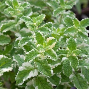May include: Close-up of a vibrant green and white variegated mint plant. The leaves have a ruffled edge and a mix of green and creamy white colors. The plant is lush and healthy, with multiple stems and leaves.
