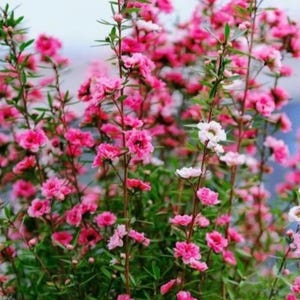 May include: A vibrant image of a flowering plant with numerous small, bright pink blossoms. The flowers are clustered on slender green stems, with a few white flowers interspersed. The background is a soft blur of green and blue.