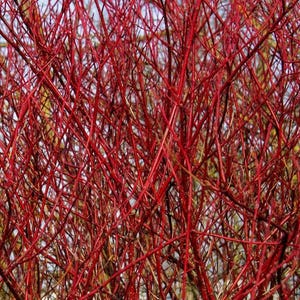 May include: Close-up of a dense thicket of bright red branches. The branches are intertwined, creating a textured pattern. The image is a vibrant display of natural color and form, likely a type of shrub or bush.