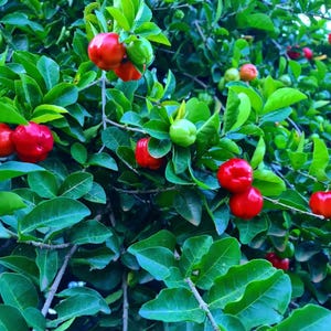 May include: A close-up of a tree branch laden with vibrant red and green acerola cherries. The cherries are clustered among lush, green leaves, showcasing the natural beauty of the fruit and foliage. The image highlights the fresh, ripe fruit.