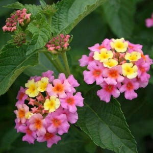 May include: Close-up of lantana flowers with clusters of small, pink and yellow blossoms. The flowers have orange centers and are surrounded by green leaves. The image showcases the vibrant colors and intricate details of the plant.
