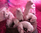 Taxidermy Mouse DIY Kit make your own taxidermy mouse kit