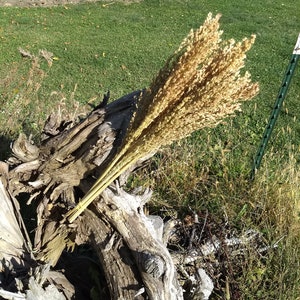Sorghum Broomcorn Colored Uprights