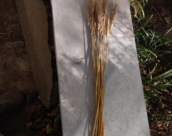 May include: A bundle of dried wheat stalks, featuring long, slender stems and golden-brown heads. The wheat is arranged on a gray, rectangular surface, with shadows cast by sunlight. The image captures the natural texture and color of the wheat.
