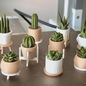 Pode incluir: Uma coleção de mini plantas suculentas e cactos em vários vasos. As plantas são verdes e os vasos são brancos e bege. Alguns vasos têm suportes. A disposição está em uma superfície marrom.
