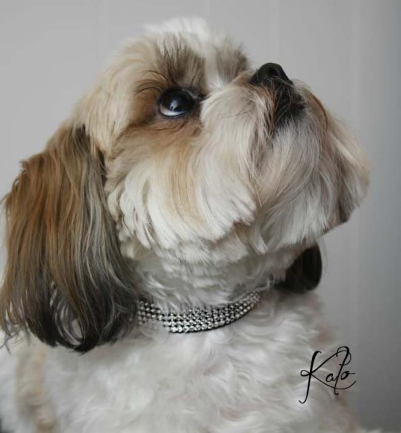 Birthstone Glam Swarovski Crystal Dog collar Crystal Jewelry Pet Collars Bling Dog Collar Crystal Pet Collar Designs in 7 sizes. image 9