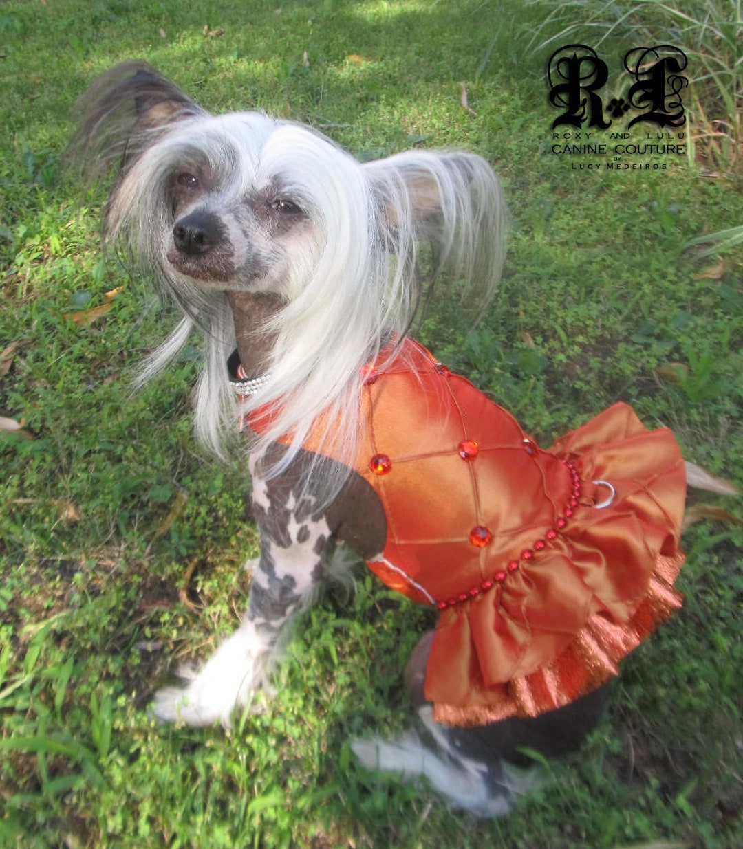 Couture 2024 dog clothes