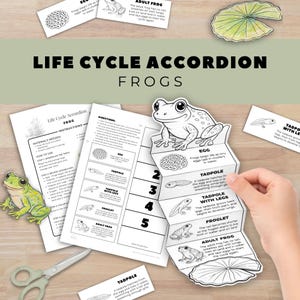 Może przedstawiać: Czarno-białe edukacyjne rzemiosło w stylu akordeonowym zatytułowane "Life Cycle Accordion Frogs". Rzemiosło pokazuje etapy życia żaby, od jaja do dorosłego, z ilustracjami i tekstem. Zawiera nożyczki i zieloną papierową żabę.