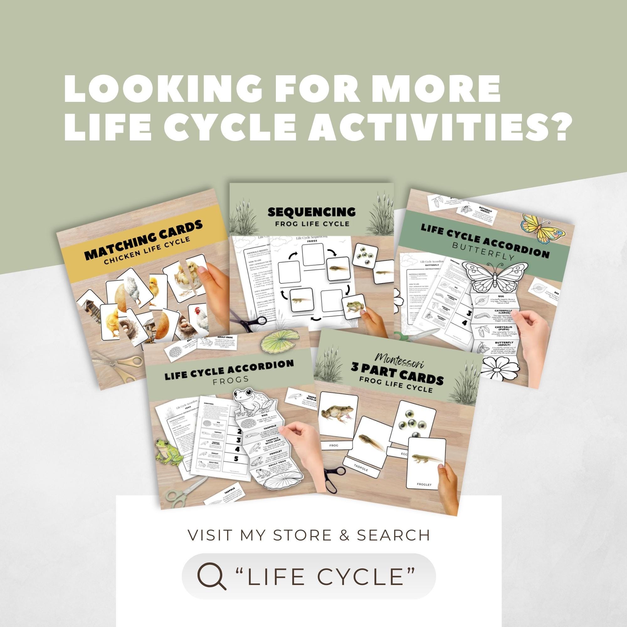 Chicken Life Cycle Matching Cards, Elementary Biology Activity ...