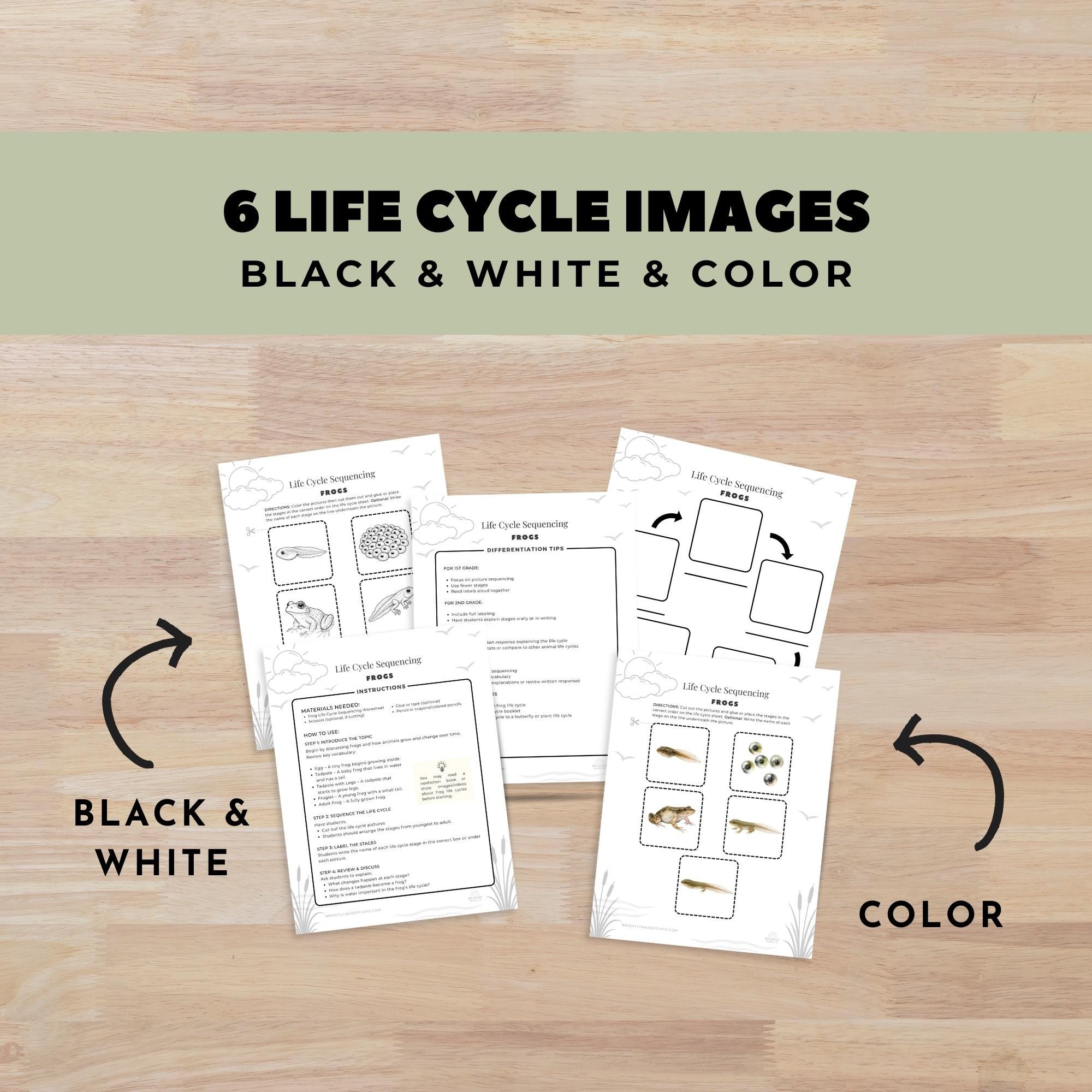 Frog Life Cycle Sequencing Activity, Elementary Biology Cut and Paste ...