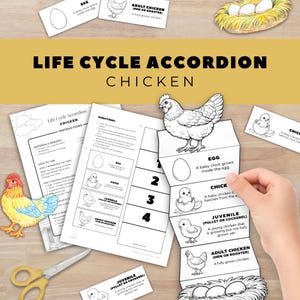May include: A colorful educational accordion-style paper craft illustrating the chicken life cycle, with stages from egg to adult. Includes instructions, diagrams, and the text "Life Cycle Accordion Chicken".